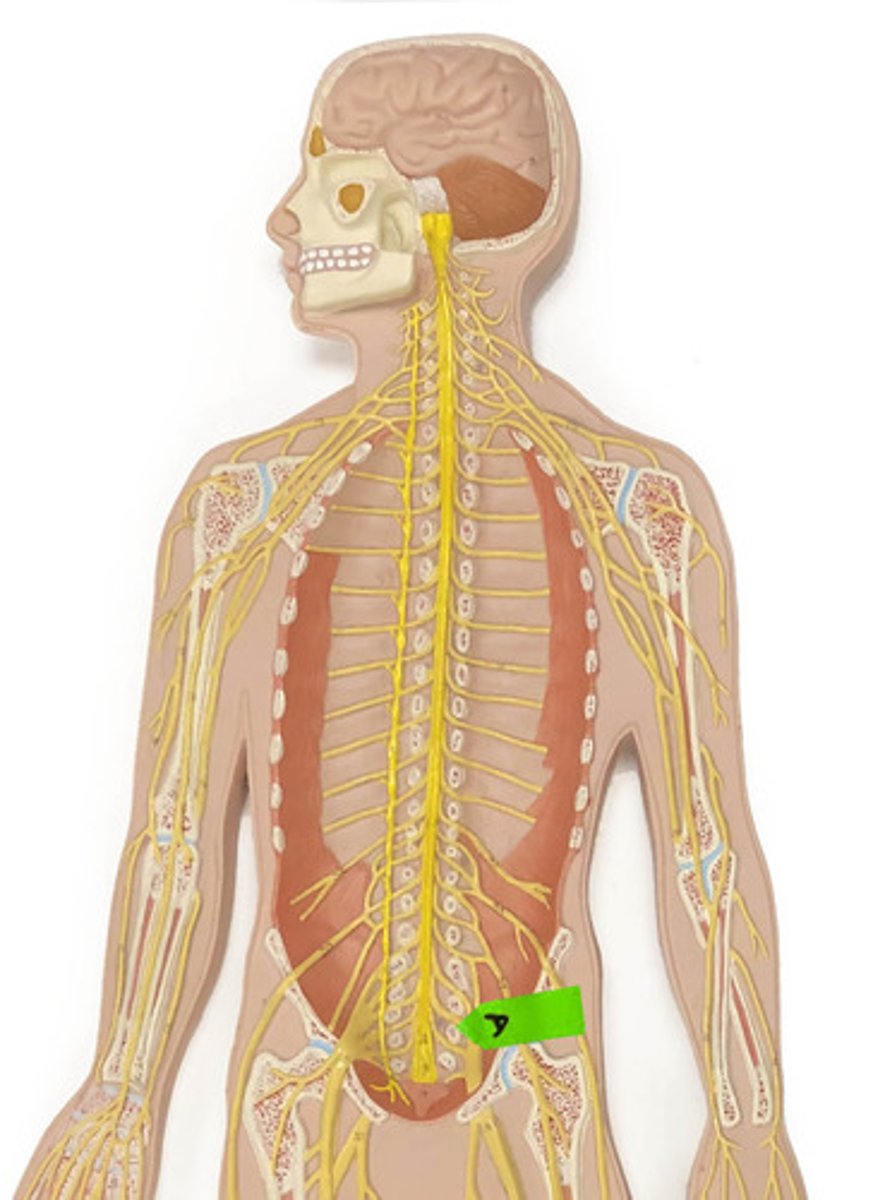 <p>Identify this network of nerves.</p>