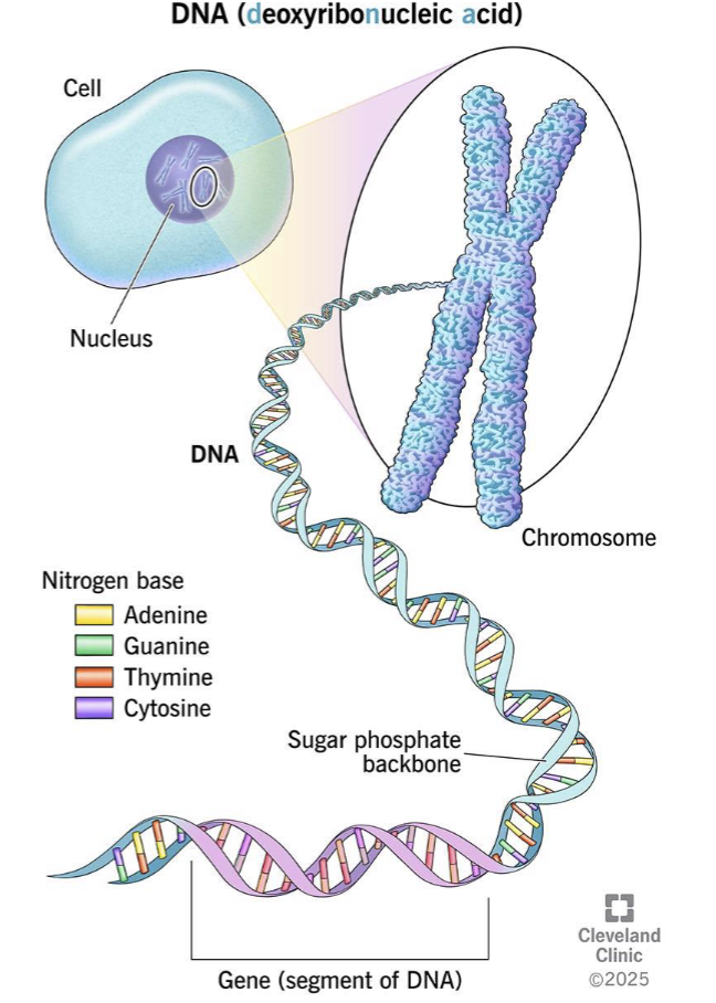 <p>DNA wraps around histone proteins = nucleosomes → chromatin → chromosomes</p>