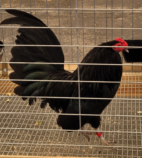 <p>What kind of Cock is this?</p>