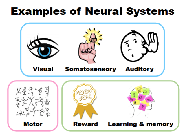 <p><strong><u>Examples of Neural Systems </u></strong></p><ul><li><p>Visual system</p></li><li><p>Somatosensory system</p></li><li><p>Motor system</p></li><li><p>Auditory system</p></li><li><p>Reward system</p></li></ul><p><strong><u> Brain Functional Specialization </u></strong></p><ul><li><p>Specific brain areas perform specific functions</p></li><li><p>Example:</p><ul><li><p>Visual cortex processes vision</p></li><li><p>Somatosensory cortex processes touch/pain</p></li></ul></li></ul><p><strong><u> Subsystems </u></strong></p><ul><li><p>Each sensory system contains specialized subsystems</p></li><li><p>Example in vision:</p><ul><li><p>Shape processing</p></li><li><p>Color processing</p></li><li><p>Motion processing</p></li></ul></li></ul><p></p>