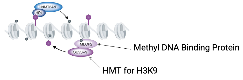 <ol><li><p>H3K9me3 - histone mark</p></li><li><p>HP1 - reader/platform recruitment</p></li><li><p>DNMT3 - de novo DNA methyltransferase</p></li><li><p>DNA methylation - CpG sites</p></li><li><p>MeCP2 - methyl-DNA binding protein</p></li><li><p>SUV39H1/2 - histone methyltransferase, writes more H3K9me3</p></li></ol><p></p>