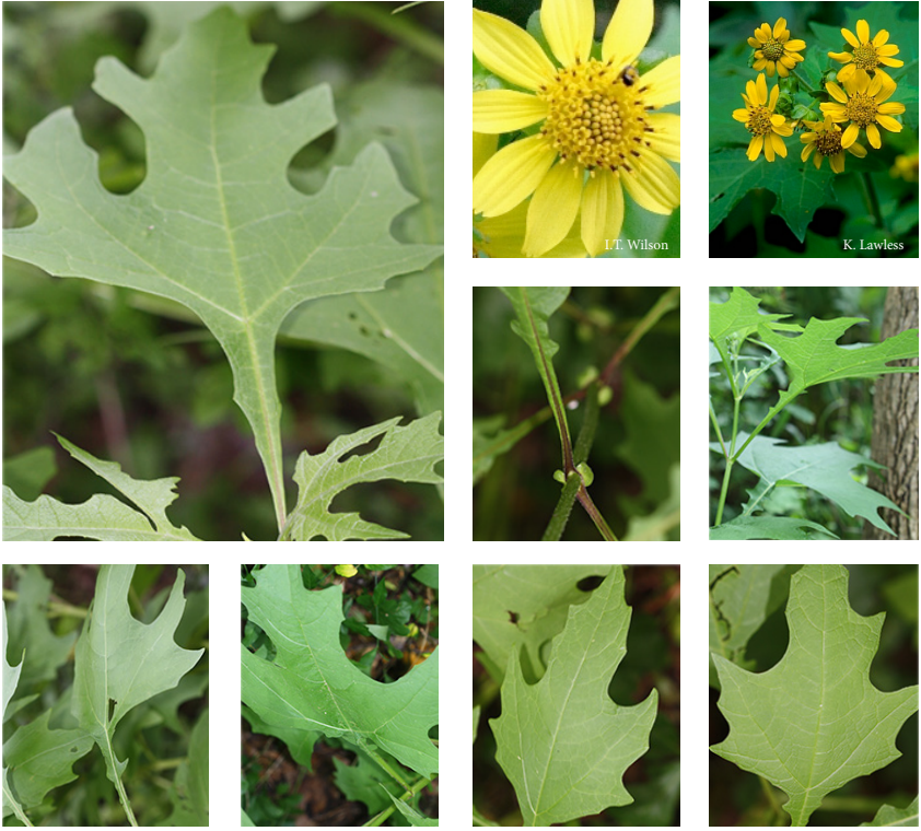 <p>Asteraceae</p><p>large leaves</p><p>head flower with yellow ray</p><p>alternate leaf base</p><p>pronounced lobes</p><p>opposite</p>