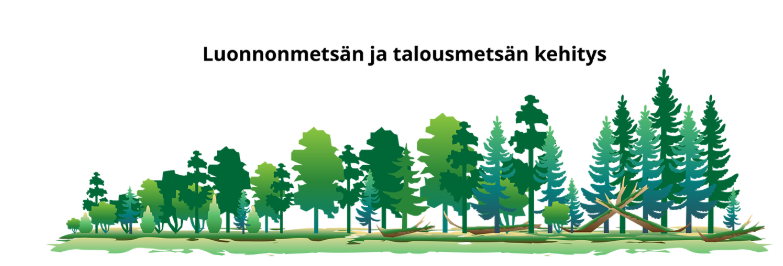 <p>Ekosysteemin lajikoostumuksen muuttumista ajan kuluessa kunnes alueelle muodostuu vakiintunut tila (kliimaksivaihe)</p><p></p><p>Metsätuho: esim myrskystä </p><p></p><p>pioneerivaihe: ensimmäiset saapuvat lajit jotka sietävät vaativia olosuhteita esimerkiksi paljon auringonvaloa, ravinteiden puutetta, kuivuutta. Esimrekiksi jäkälät, sammalet, koivu</p><p></p><p>Pensas ja nuorimetsä vaihe: pensaat ja muut taimet syrjäyttävät pioneerivaiheen lajit</p><p></p><p>Metsävaihe: varjoa kestävät lajit kuten kuusi syrjäyttävät valoa vaativat lajit </p><p></p><p>Kliimaksivaihe: alueeseen parhaiten sopeutuneet pitkäikäiset lajit kuten kuuset</p>