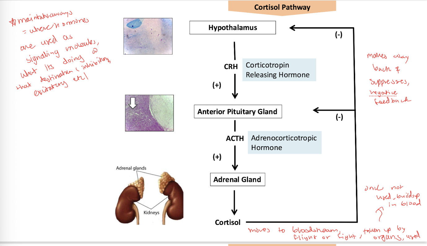 <p>Adrenal Gland! (stimulated)</p>