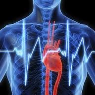 <p>the study of the heart</p>