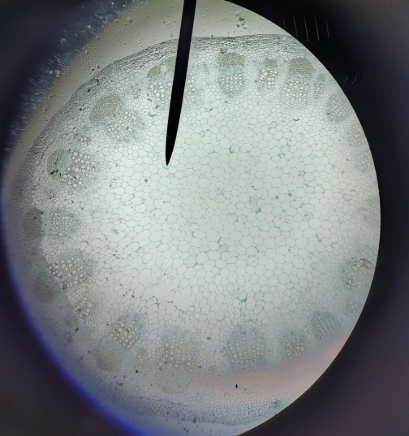 <ol><li><p>name</p></li><li><p>dicot or monocot root</p></li></ol><p></p>