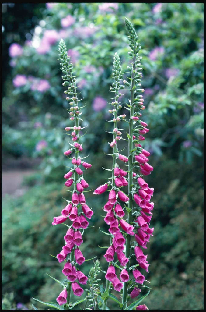 <p>Digitalis purpurea </p>