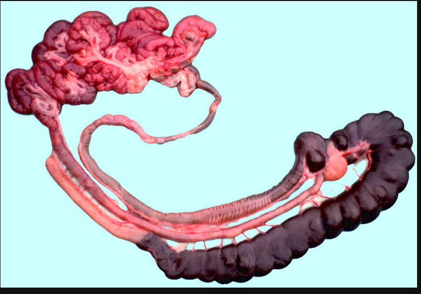 <p>Where is Sacculus rotundus?</p>