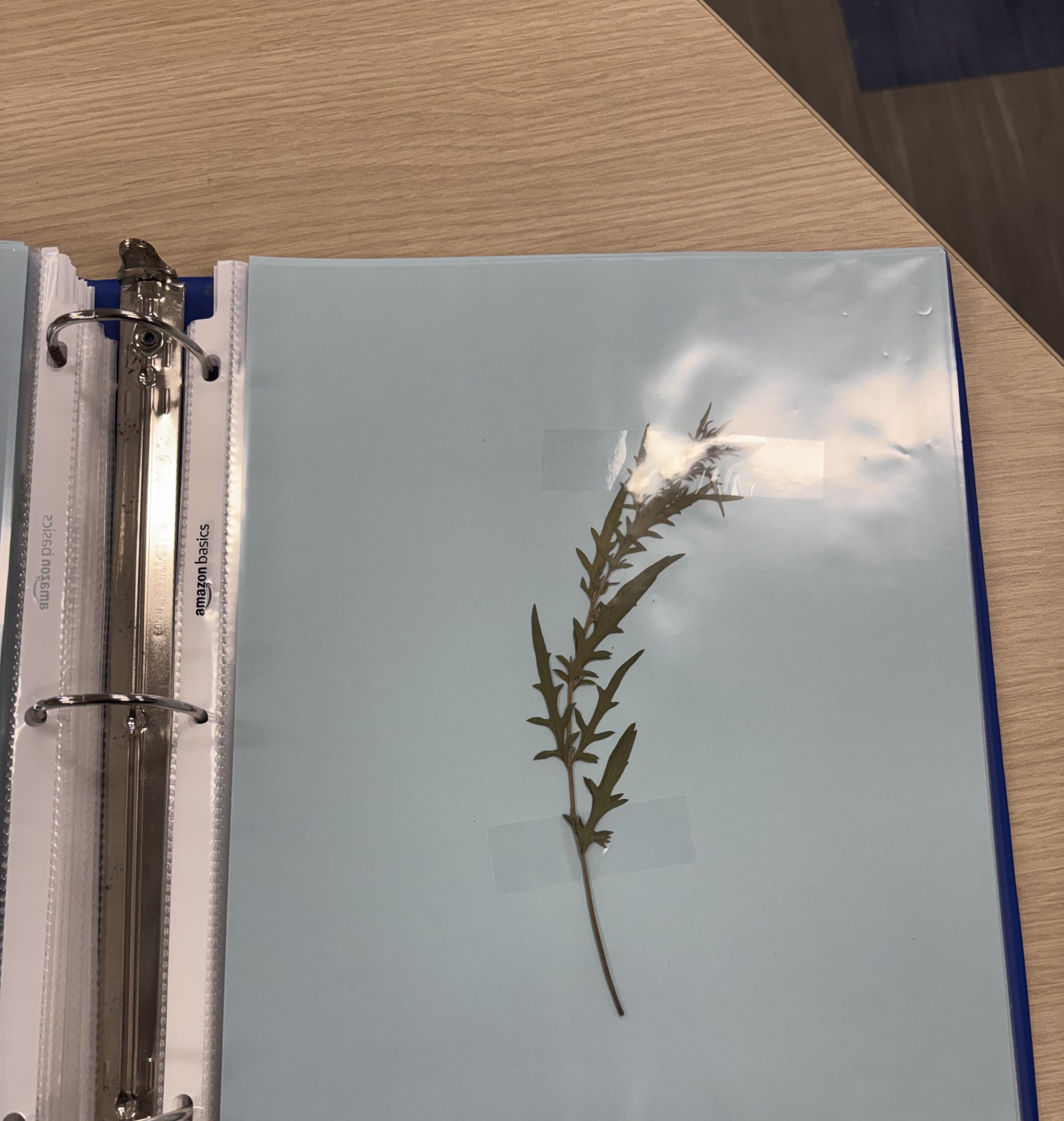 <p>Common Ragweed</p>
