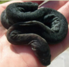 <p>Characteristics of Acrochordidae</p>