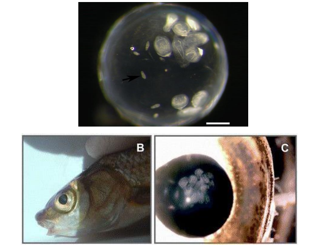 <p>Identify the causative agent</p>