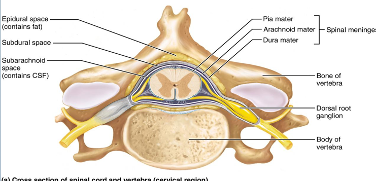 <ol><li><p>epidural space</p></li><li><p>dura mater</p></li><li><p>subdural space</p></li><li><p>arachnoid mater</p></li><li><p>subarachnoid space</p></li><li><p>pia mater</p><ol><li><p>denticulate ligament</p></li></ol></li><li><p>lumbar cistern</p></li></ol><p></p>