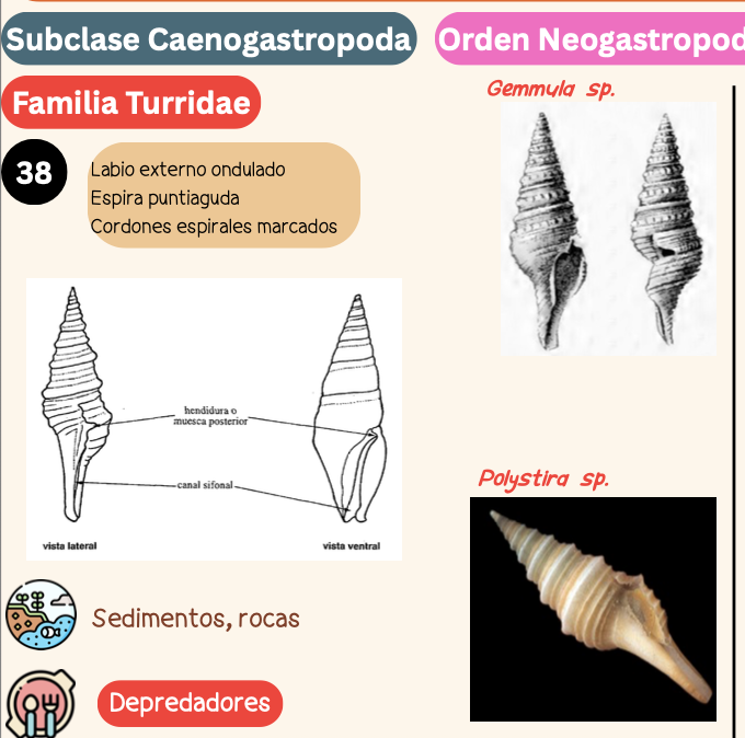 <p><strong>FILO </strong>Mollusca<strong><br>CLASE </strong>Gastropoda<br><strong>SUBCLASE </strong>Caenogastropoda<br><strong>ORDEN </strong>Neogastropoda<br><strong>FAMILIA </strong>Turridae<br><strong>GÉNERO</strong> <em><u>Polystira sp</u></em><strong><br>CARACTERÍSTICAS </strong><br><strong>RÁDULA </strong>Raquiglosa<strong><br>ALIMENTACIÓN </strong>Depredadores<strong><br>HÁBITAT </strong>Sedimentos, rocas </p>