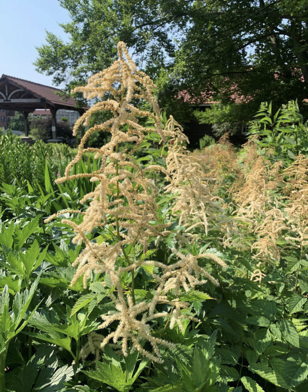 <p>Goat’s Beard</p><p>Perennial</p><p>3-5’ feet</p><p>Moist soils, June; part sun to full shade</p><p>white</p>