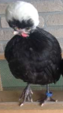 <p>welk type kip is dit</p>
