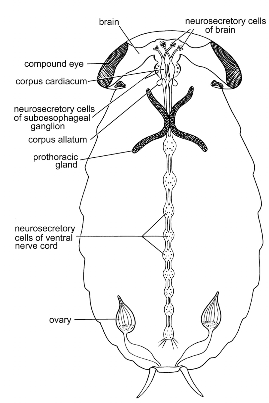 <ul><li><p>brain</p><ul><li><p>coordinating the nervous &amp; endocrine system</p></li></ul></li><li><p>neurosecretory cells of brain</p><ul><li><p>located inside the brain tissue, this makes major master hormones</p></li></ul></li><li><p>corpus cariacum</p><ul><li><p>storage warehouse for hormones waiting to be pumped into the blood</p></li></ul></li><li><p>Corpus allatum</p><ul><li><p>produce juvenile hormone (youth potion) keeping insect in it’s larval stage when it sheds skin</p></li></ul></li><li><p>neurosecretory cells of subesophageal ganglion</p><ul><li><p>nerve tissue that secrete hormones that regulate diapause (hibernation/arrested development)</p></li></ul></li><li><p>prothoracic gland</p><ul><li><p>pumps out ecdysone (molting hormone), tells body that it’s time to shed it’s own shell &amp; build a new one</p></li></ul></li><li><p>Neurosecretory Cells of Ventral Nerve Cord</p><ul><li><p>insect spinal cord, this ‘highwa'y’ releases hormones to control local muscle movement, water balance, &amp; heartbeat</p></li></ul></li><li><p>ovary</p><ul><li><p>communicates with the reproductive organs to signal when the bug is mature enough to start developing &amp; laying eggs</p></li></ul></li></ul><p></p>