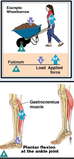 <ul><li><p>Second-class lever (F - L - AF) </p><ul><li><p><strong>Load</strong> is between applied force and <strong>fulcrum</strong>.</p></li><li><p>Force farther away from fulcrum than load. </p><ul><li><p>Small <strong>force</strong> moves large <strong>load</strong>, increased effective force, but expense of <strong>speed</strong>.</p></li></ul></li></ul></li></ul><p></p>