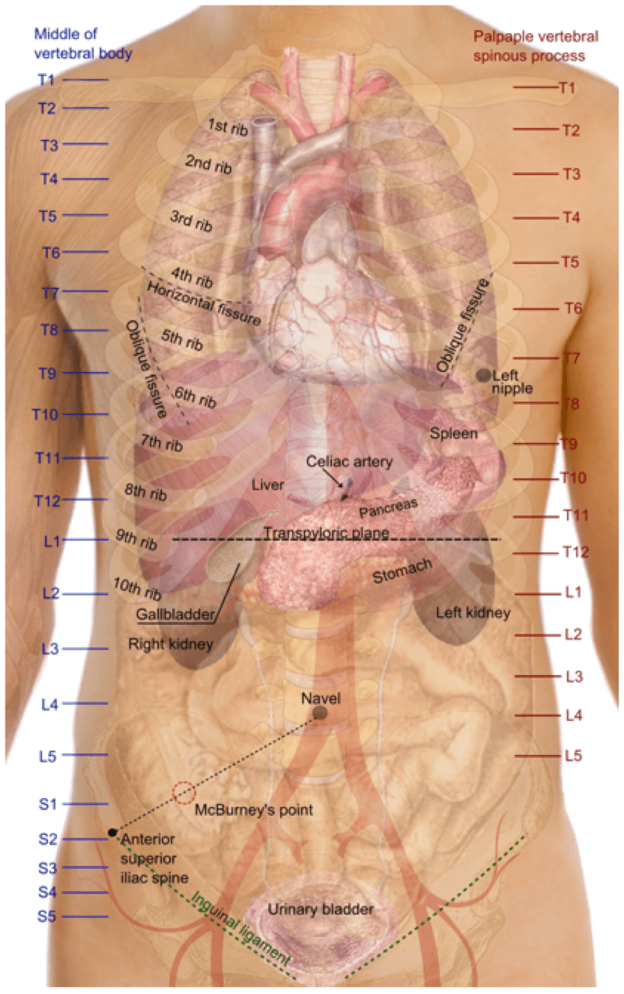 <p>L3</p><p><em>middle lumbar</em></p>