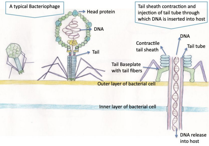 <ul><li><p>Phages consist of a head (typically icosahedral capsid containing genome) and a tail (injects DNA into host)</p></li><li><p>Tail structures (e.g. baseplate, fibers) enable attachment to bacterial receptors; infection cannot proceed without successful attachment</p></li></ul><p></p>
