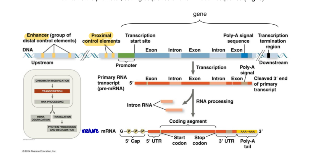 <ul><li><p>Recall: a gene is a specific DNA sequence to direct the synthesis of protein or RNA </p><ul><li><p>it contains the promoter, coding sequence and termination sequence </p></li></ul></li><li><p>figure shows: A eukaryotic gene and its transcript. Each eukaryotic gene has a promoter, A DNA sequence where RNA polymerase binds and starts transcription, proceeding “downstream.” A number of control elements are involved in regulating the initiation of transcription; these are DNA sequences located near (proximal to) or far from *distal to) the promoter. Distal control elements can be grouped together as enhancers, one of which is shown for this gene. A polyadenylation (poly-A) signal sequence in the last exon of the gene is transcribed into an RNA sequence that signals where the transcript is cleaved and the poly-A tail added. Transcription may continue for hundreds of nucleotides beyond the poly-A signal before terminating. RNA processing of the primary transcript into a functional mRNA involves three steps: addition of the 5’cap, addition of the poly-A tail, and splicing. In the cell, the 5’ cap is added soon after transcription is initiated, and splicing occurs while transcription is still underway</p></li></ul><p></p><p><u>Within a gene </u></p><ul><li><p>there are coding sequences and non-coding sequences </p></li><li><p><strong>coding sequences </strong>contain <u>codons</u>, which are translated to form polypeptides </p></li><li><p><strong>non-coding sequences</strong> include <u>regulatory sequences and introns </u></p></li></ul><ol><li><p><mark data-color="yellow" style="background-color: yellow; color: inherit;">regulatory sequences</mark> are (i) the promoter, and (ii) the 5’ and 3’ untranslated regions (UTRs), which can affect the rate of gene expression </p></li><li><p><mark data-color="red" style="background-color: red; color: inherit;">introns</mark> are non-coding sequences inserted between exons of eukaryotic genes </p></li></ol><ul><li><p>introns may contain regulatory sequence </p></li></ul><p></p><p><u>Intergenic DNA </u></p><ul><li><p>these are non-coding sequences that fall outside genes and are found in between genes </p></li><li><p>in eukaryotes, intergenic DNA constitutes <u>a high proportion of the total genome sequence </u></p></li><li><p>important intergenic DNA sequences include <strong>origin of replication, centromeres </strong>and <strong>telomeres</strong> </p></li></ul><p></p>