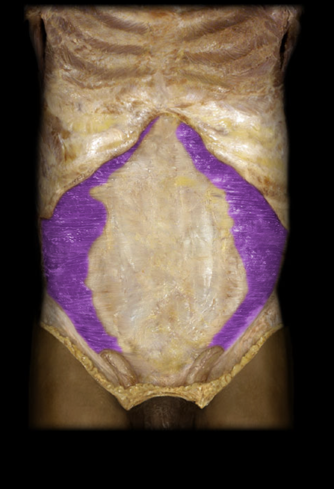 <p>Identification.</p>