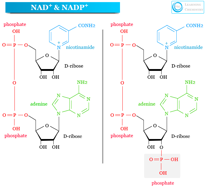 <p>What are NAD+ and NADP+?</p>