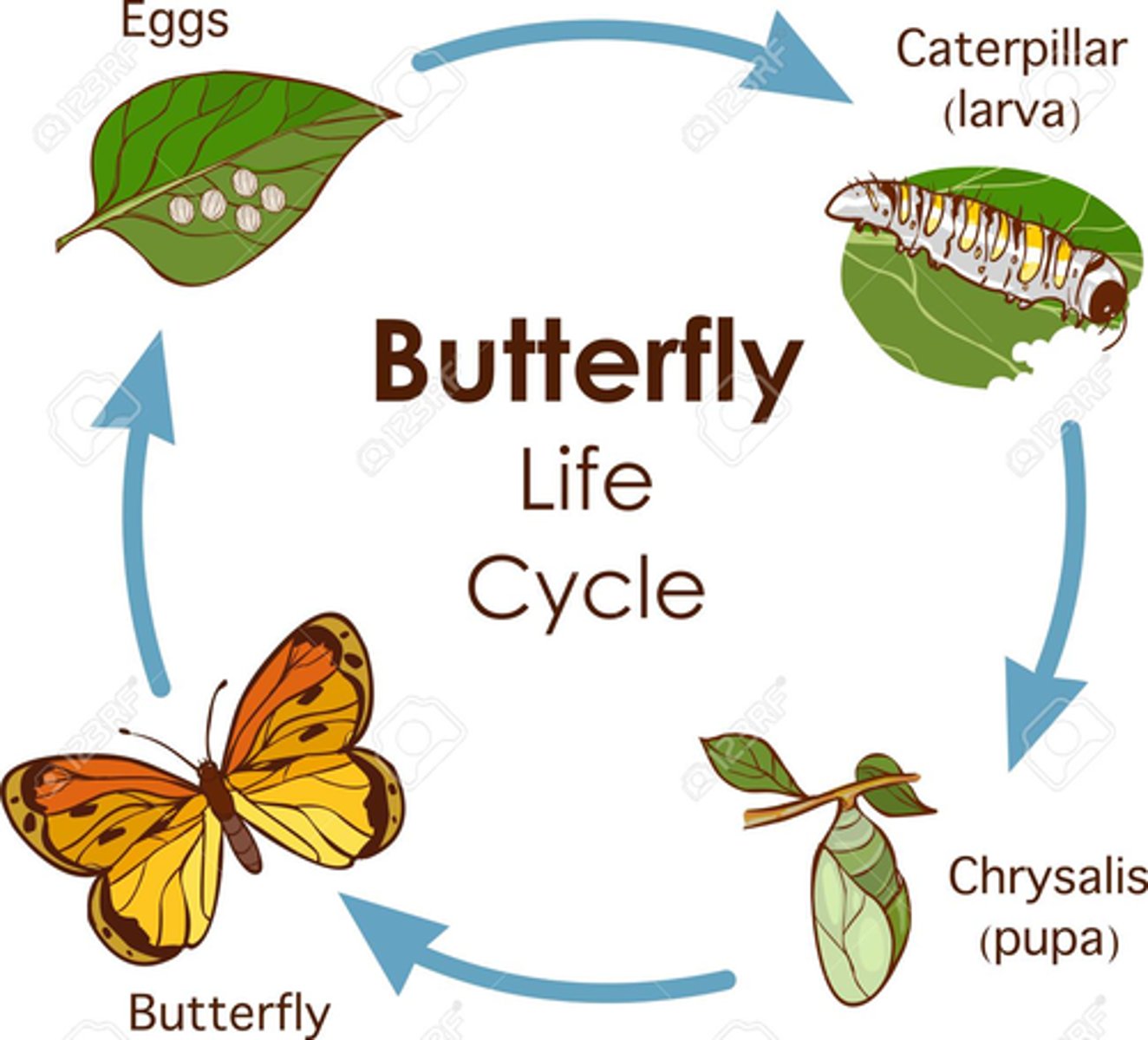 <p>Chrysalis</p><p>cycle= egg, caterpillar, chrysalis, butterfly</p>