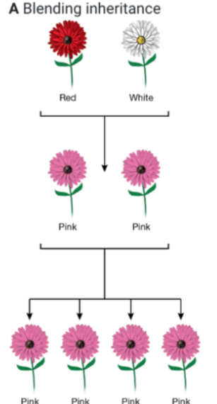 <ul><li><p><span style="background-color: transparent;">Developed from Darwin’s theory</span></p></li><li><p><span style="background-color: transparent;">Sperm and egg gametes (sex cells) mix together resulting in offspring that have a blend of both of the parent’s characteristics.</span></p></li></ul><p><span style="background-color: transparent;">&nbsp;&nbsp;&nbsp;&nbsp;&nbsp;&nbsp;Ex. Tall and short parents will have medium height offspring</span></p><p><span style="background-color: transparent;">Not true- genetic variation + diversity</span></p>