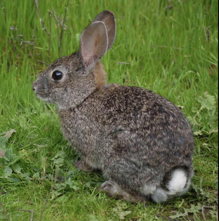 <p>Sylvilagus bachmani</p><p>Leporidae</p><p>Lagomorpha</p><p>Euarchontoglires</p><p>Eutheria</p><p>Theria</p><p>Mammalia</p>