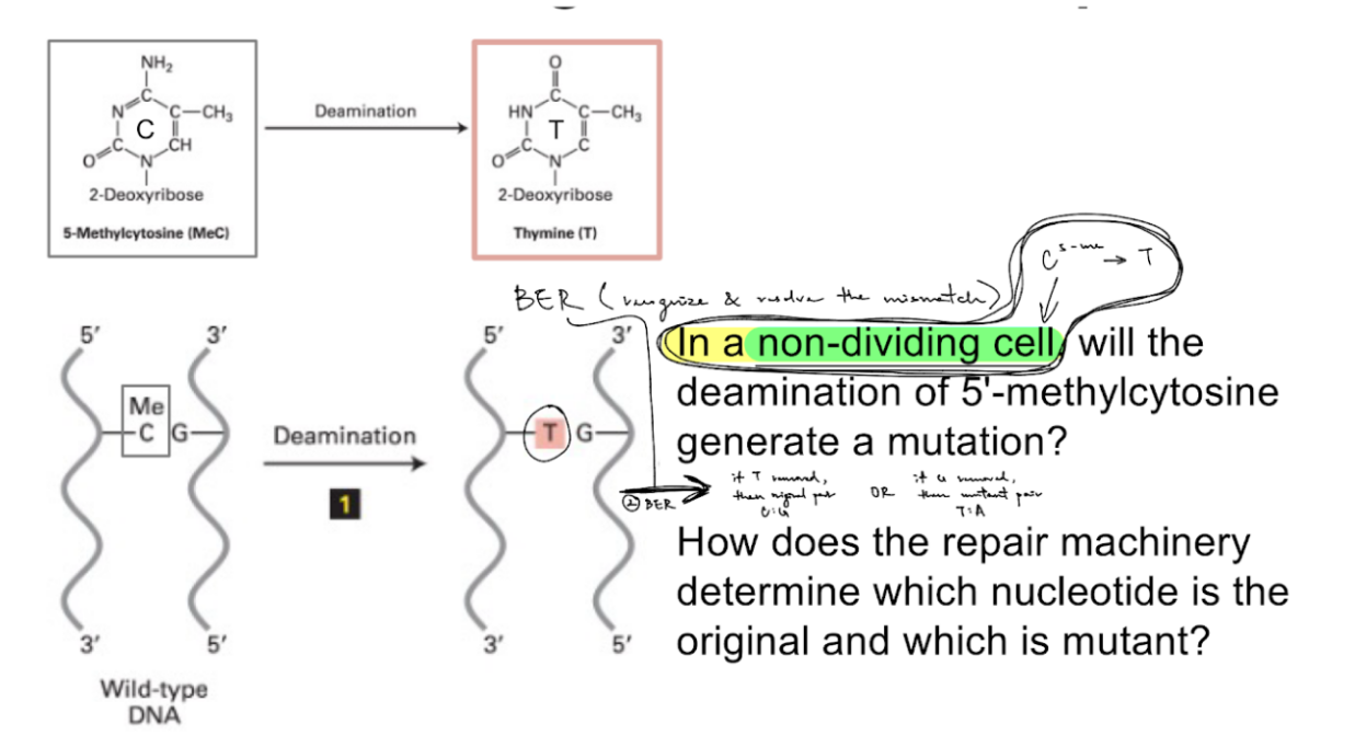 <p>for 5-methylcytosine deamination in non-dividing cells (shown in picture),</p><p>how does the repair machinery deter. which nucleotide is the original vs. mutant?</p>