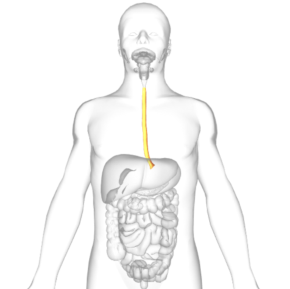 <p>what is higlighted</p>