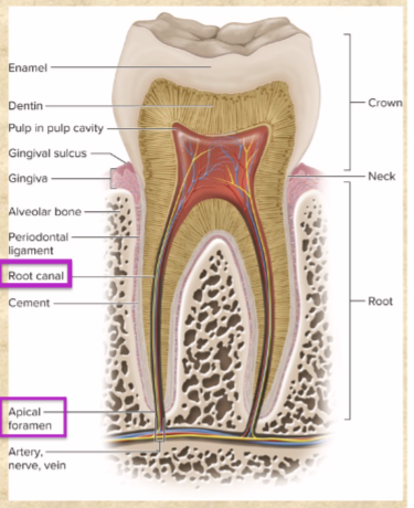 <p>nerves and blood vessels</p><p>pore at basal end of canal</p>