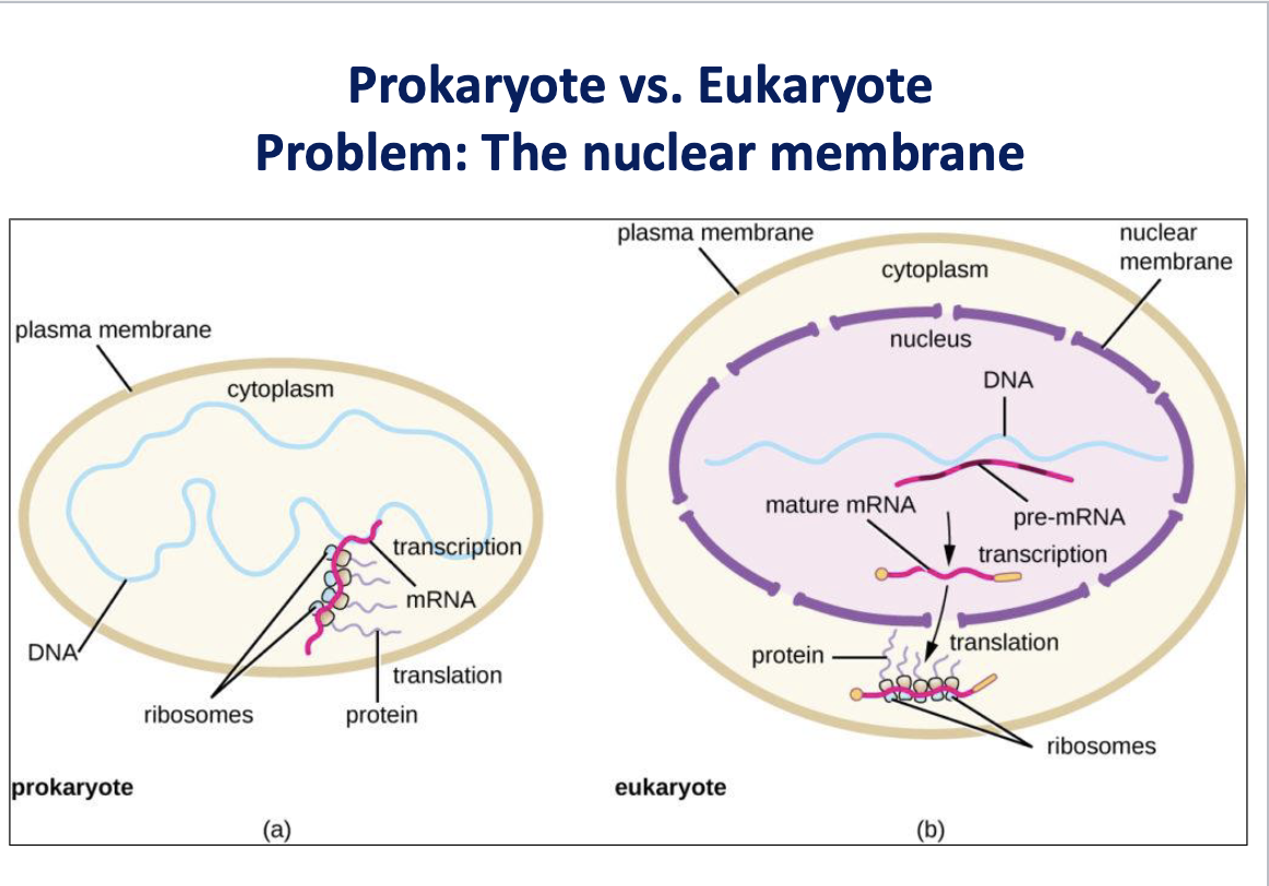 <ul><li><p>Problem = nuclear membrane</p></li><li><p>transcription &amp; translation does not occur simultaneously, have to get out of nuclear membrane to access ribosomes </p></li></ul><p></p>