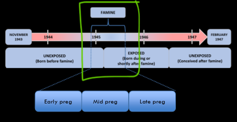 <p>the dutch famine</p>