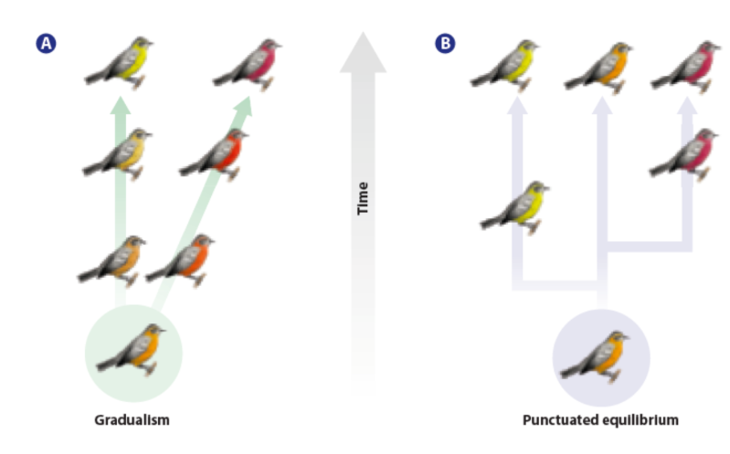 <p>There are two models that attempt to explain evolutionary speed.</p><ol><li><p>Gradualism</p></li><li><p>Punctuated Equilibrium</p></li></ol><p></p>