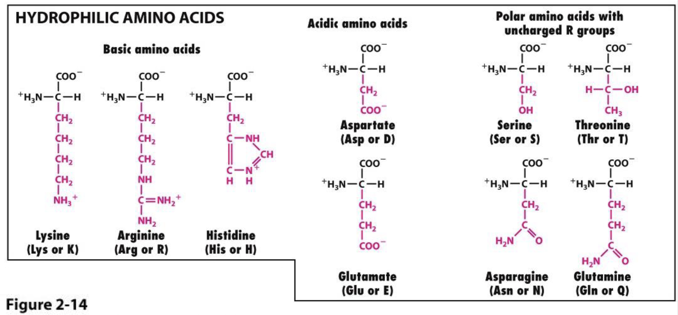 <p>hydrophillic amino acids</p>