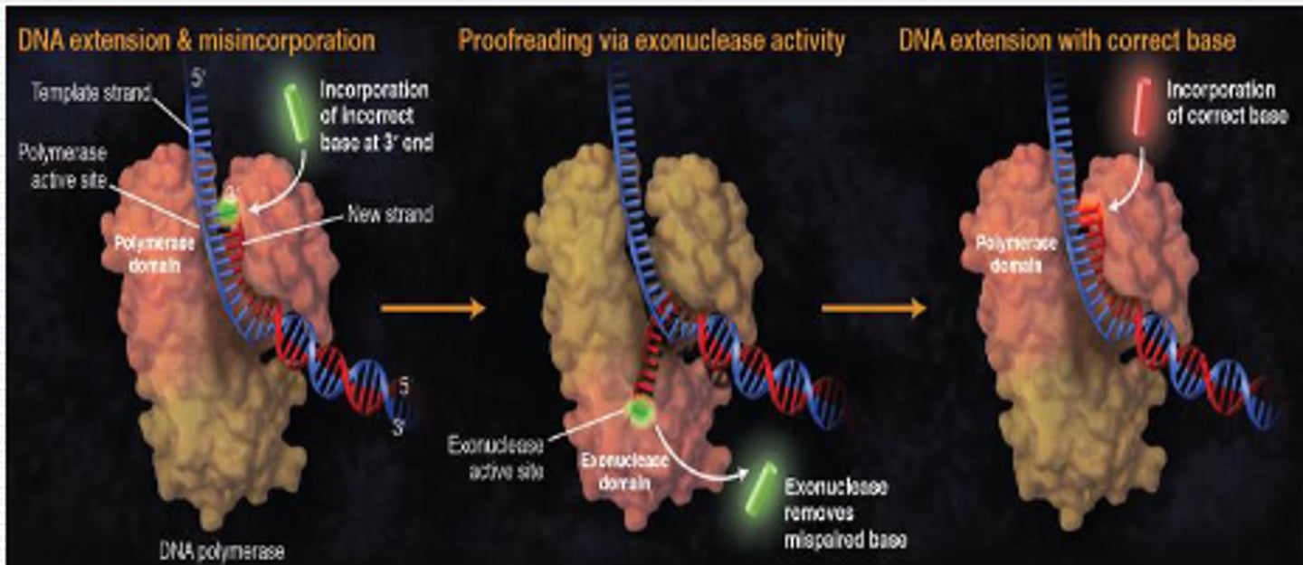 <p>when it synthesizes new strand of DNA, it has a lower rate of error than Taq polymerase because it has a proof-reading mechanism</p>