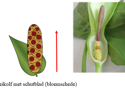 <p>Racemeuze bloeiwijze: <span>Zoals een aar, maar de hoofdas is verdikt en vlezig. Een groot schutblad is aanwezig welke zich rondom de bloeiwijze wikkelt (zeer typisch voor de familie Araceae) </span></p>