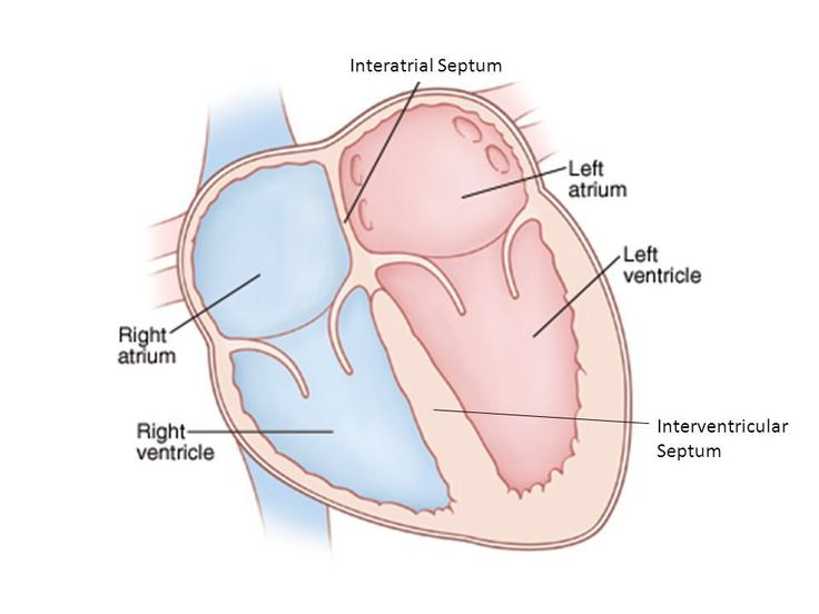 <p>Division of left and right sides</p><ul><li><p>Interventricular</p></li><li><p>Interatrial</p></li></ul><p></p>