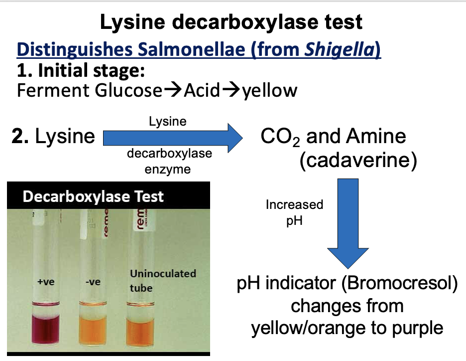 <p>Detects the ability of organisms to <strong>decarboxylate lysine → cadaverine (amine and CO<sub>2</sub>)</strong>, producing an <strong>alkaline reaction</strong> after initial glucose fermentation.</p><p>Not selective; <strong>diagnostic only.</strong></p>