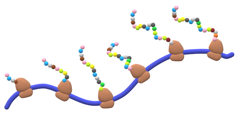<p>multiple ribosomes can be cycling through the translation elongation process on the same mRNA transcript at the same time</p><ul><li><p>groupings called polysomes</p></li><li><p>enhances translational efficiency for both prokaryotes and eukaryotes</p></li><li><p>can be visualized using electron microscopy</p></li></ul><p></p>