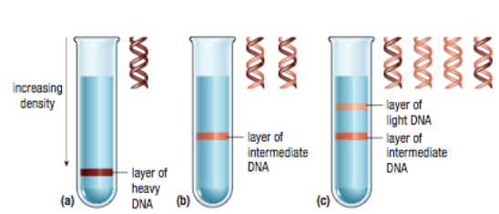 <ul><li><p>the 1st gen was 100% <em>intermediate</em> weight</p></li><li><p>the 2nd gen was 50% light, 50% <em>intermediate</em></p></li></ul><p></p>