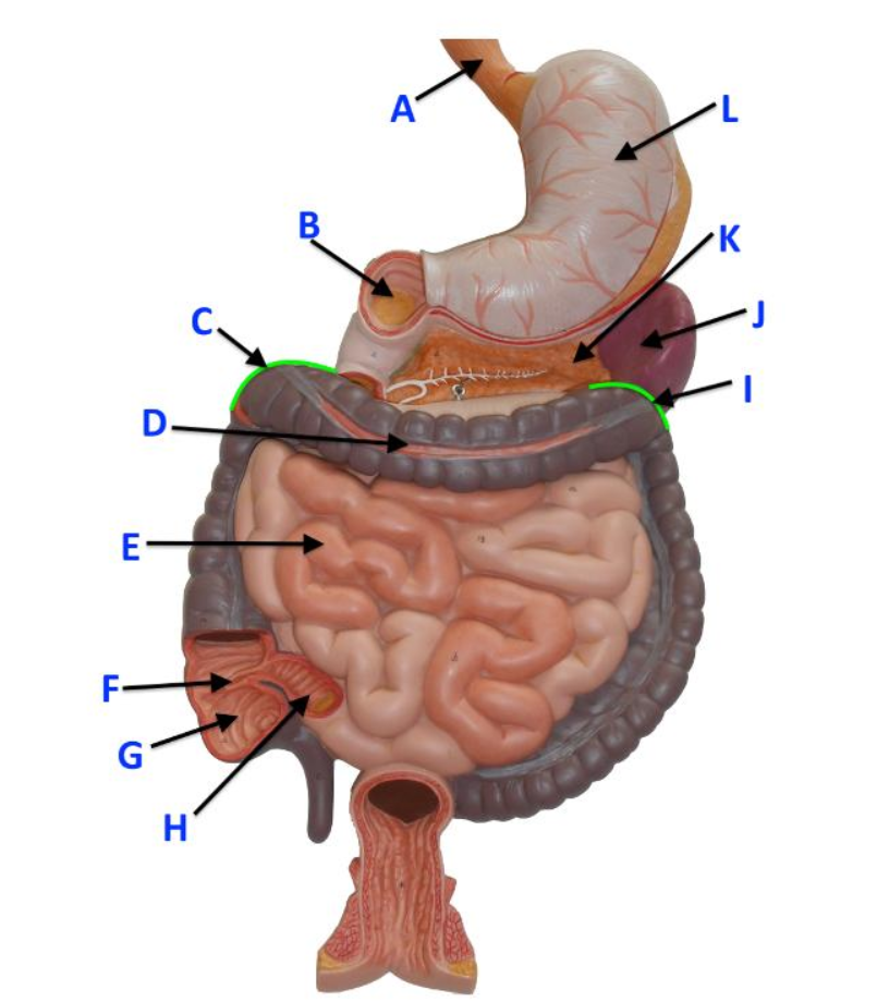 <p>L</p>