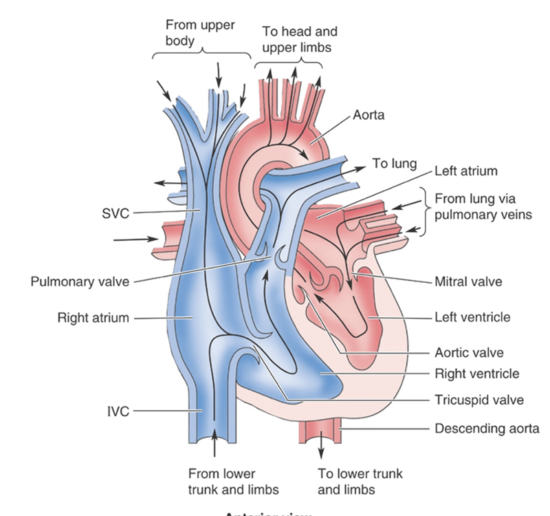 <p><span>Heart - Blood Flow</span></p>