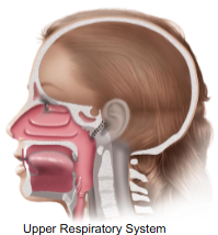 <p>The <strong>upper </strong>respiratory system consists of: <strong>sinuses</strong>, <strong>middle ear</strong>, <strong>nasal cavity</strong>, <strong>pharynx</strong></p>
