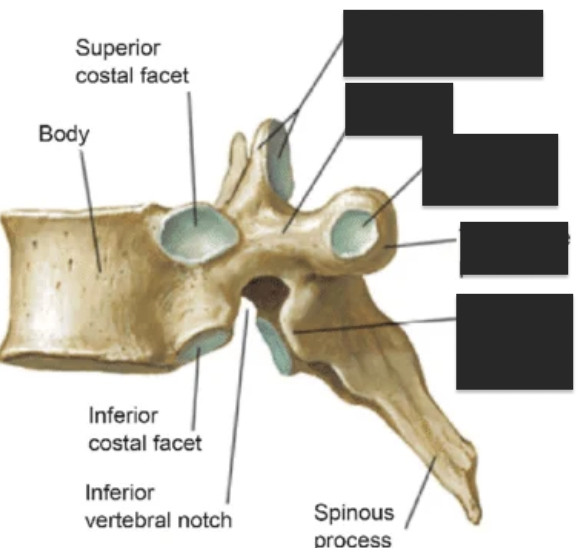 <p>name the 6 tagged areas from top to bottom </p>