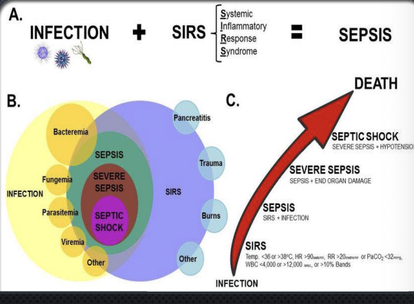 <p>Macrophages, Neutrophils, and Eosinophils cluster around the pathogen, and kill it be secreting large amounts of Lysosomal enzymes and Defensins</p>