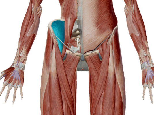<p>what muscle is this</p>