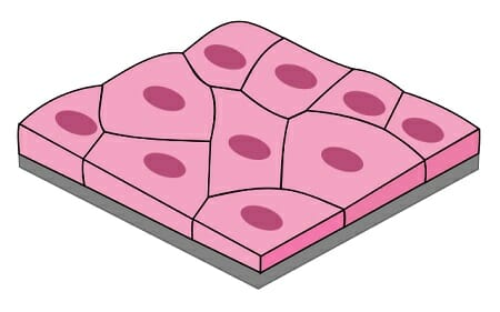 <p>is located in the blood vessels</p>