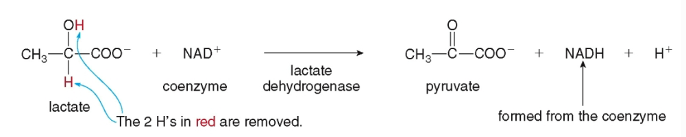 <p>catalyze redox reactions (oxidation-reduction).  Also called hydrogenase.  Is - O2 or + Hydrogen</p>